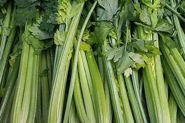 芹菜減肥